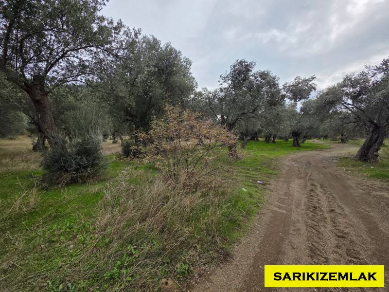 Edremit Yolören Mah`daZeytinlik. - 11